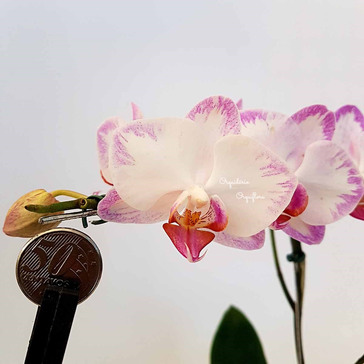 Orquídea Phalaenopsis mini Flor Branca e Lilás Planta Adulta