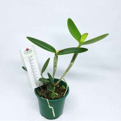 Orquídea Cattleya loddigesii tipo (Caliman x gde especial)