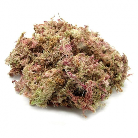 Substrato Musgo 1L