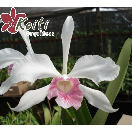 Orquídea Laelia Purpurata Carnea - Adulta