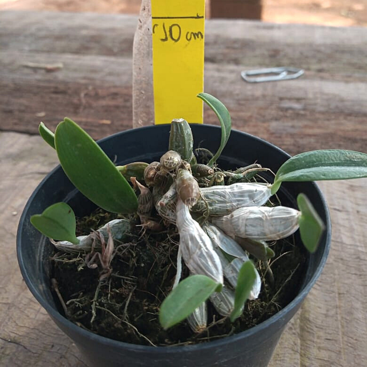 Orquídea Dendrobium jenkinsii