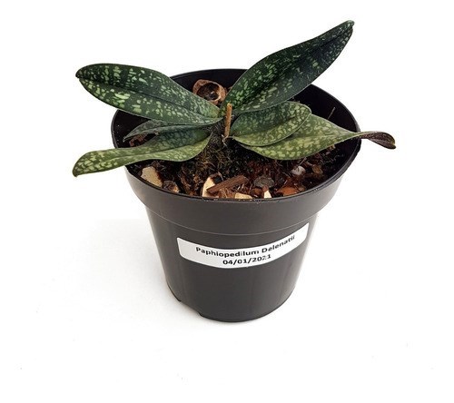Orquídea Rara Sapatinho Paphiopedilum !  Planta Adulta !