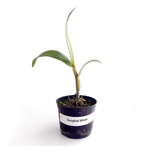 Kit Mudas De Orquídeas Mista 36 Unidades Super Promoção.