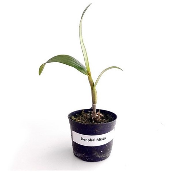 Kit Mudas De Orquídeas Mista 36 Unidades Super Promoção.