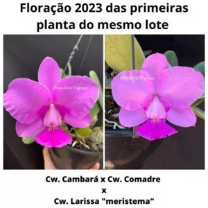 Orquídea Cattleya walkeriana Cambará X Cw. Comadre X Cw. Larissa Meristema