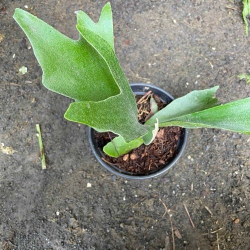 Folhagem Chifre-de-Veado (Platycerium bifurcatum)