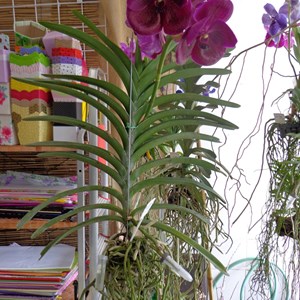 Kit com 10 Tubetes de Água para Orquídeas Aéreas (Vandas, Ascocendas)