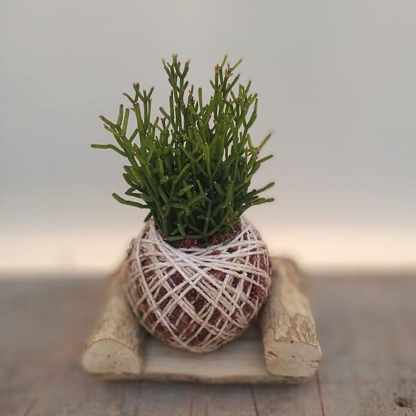 Kokedama de Folhagem Ripsalis