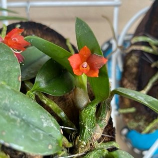 Orquídea Sophronitis cernua (Mini Cattleya) - Orquiloja