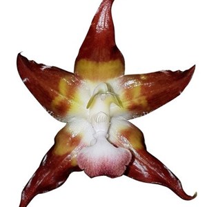 Orquídea Huntleya meleagris Planta Adulta Exótica Raridade !