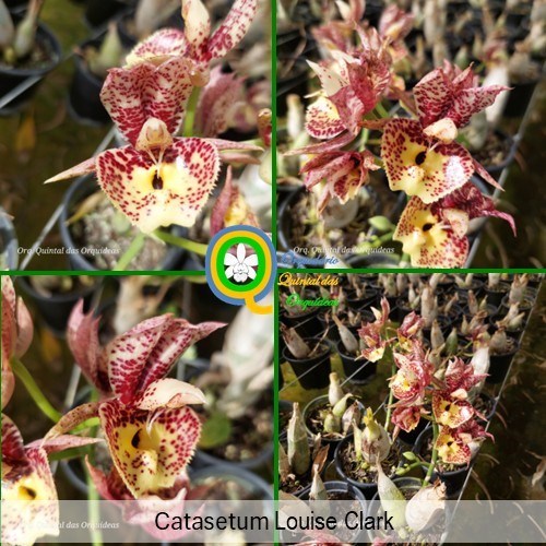 Catasetum Louise Clark - ADULTO