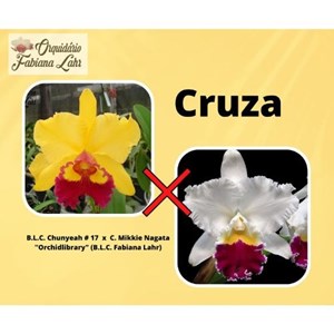 Orquidea B.L.C Chunyeah #17 x C. Mikkie Nagata “Orchidlibrary” (Fabiana Lahr)