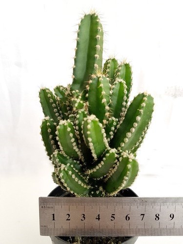 Planta Cacto Castelo De Fada ( Acanthocereus Tetragonus )