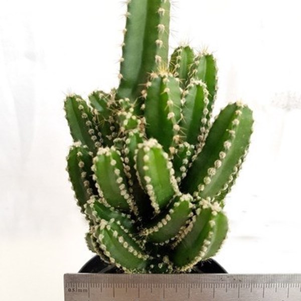 Planta Cacto Castelo De Fada ( Acanthocereus Tetragonus )