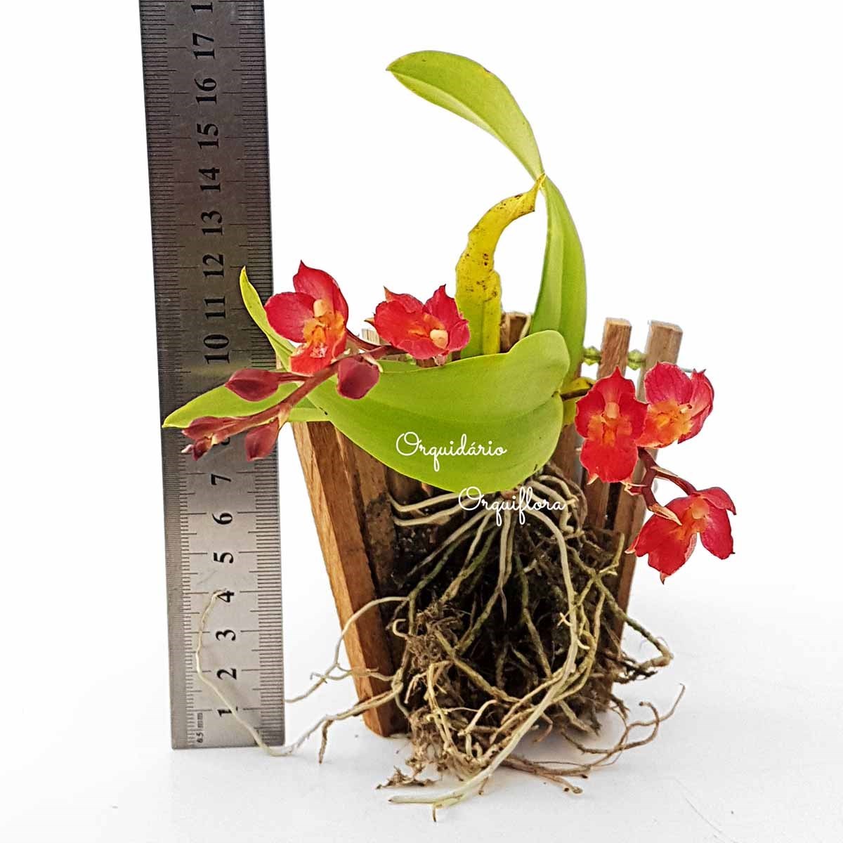 Orquídea Flor Vermelha Rodricidium (Howeara) "Lava Burst"