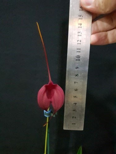 Orquidea Masdevallia Machu Picchu. Planta Adulta Cortes Disp