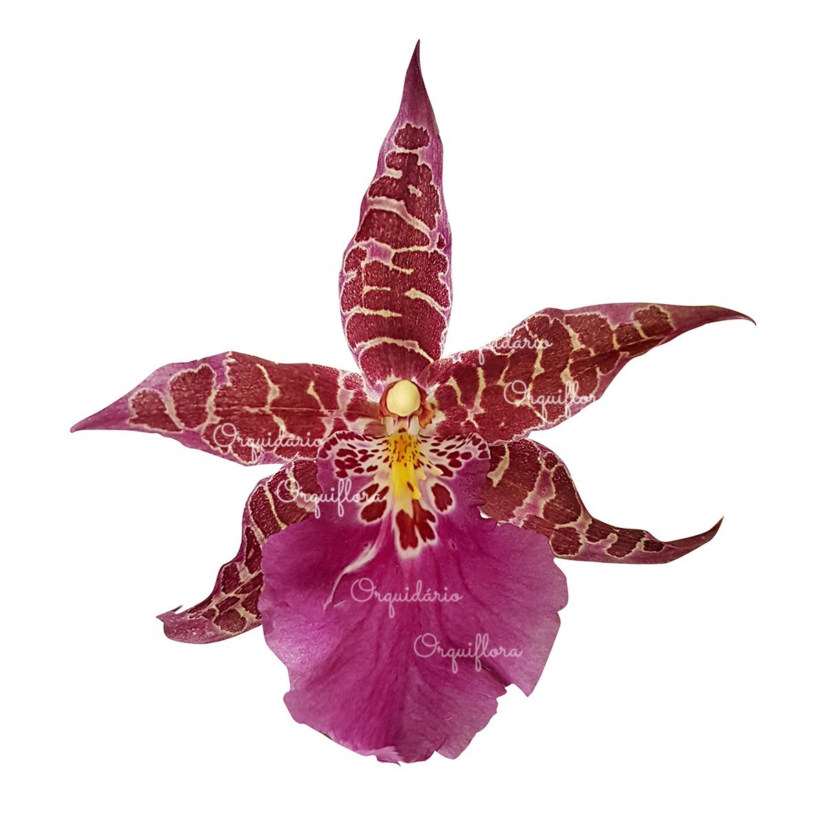 Orquídea Miltassia Dark Star ! Planta Adulta !