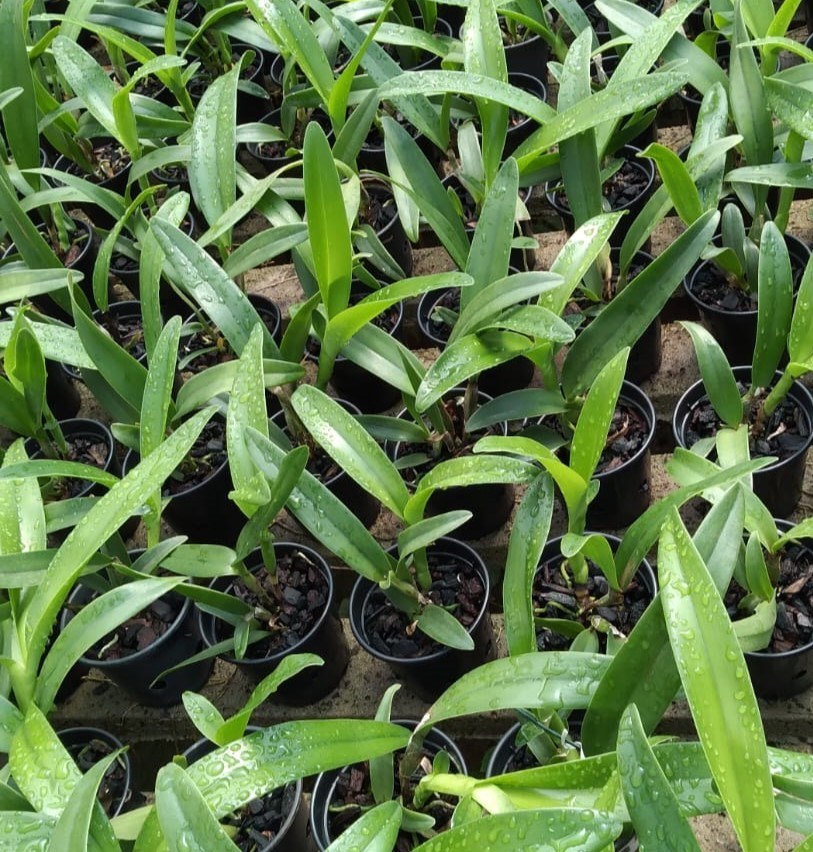 Catleya (bowringeana coerulia x labiata super rubra)