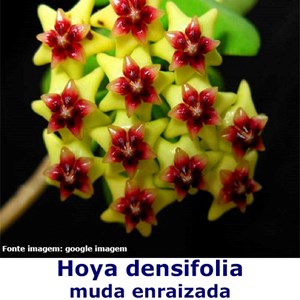 Flor de cera Hoya densifolia muda enraizada no pote nº 6