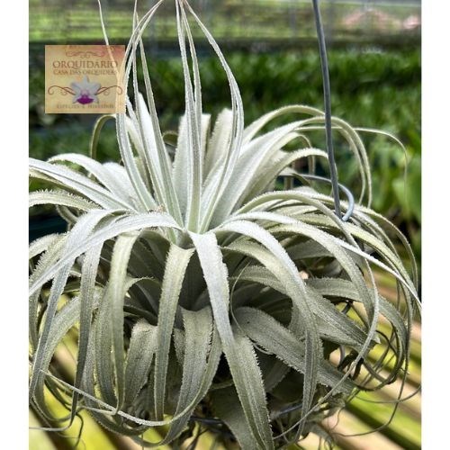 Tillandsia chapeuensis