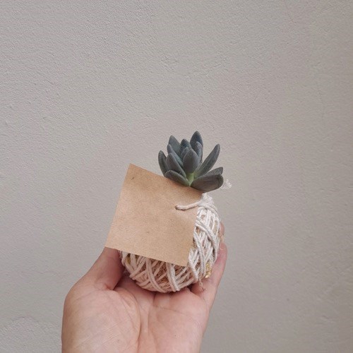 Kit 10 Mini Kokedamas de Suculentas Variadas