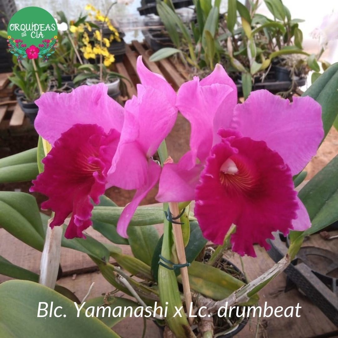 Orquídea Blc. Yamanashi x Lc. drumbeat