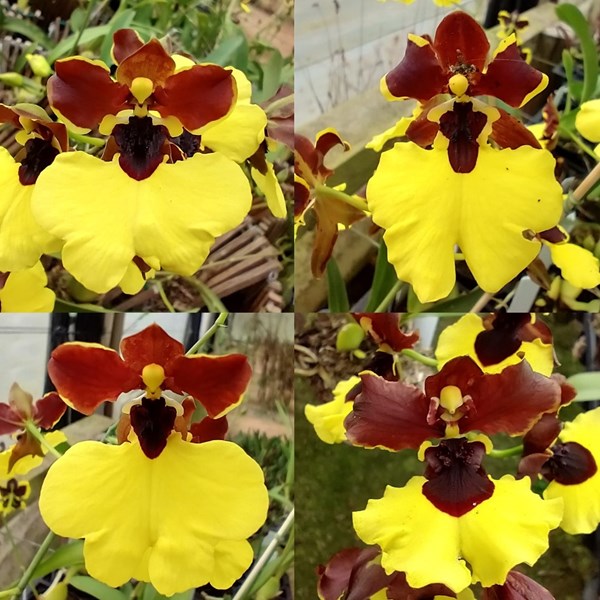 Orquídea Oncidium Bailarina Mulata - Orquiloja