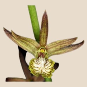 Orquídea Eulophia Keithii