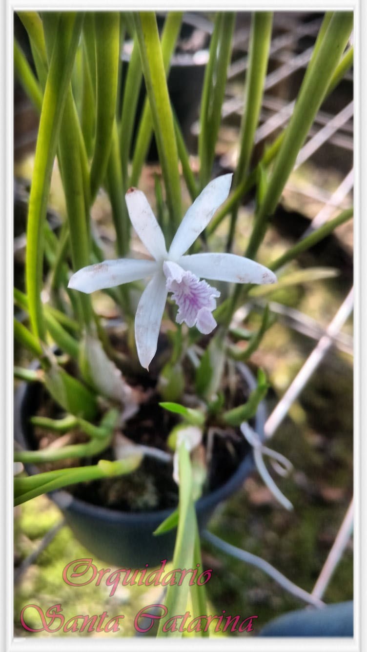Orquídea Microlaelia lundii Coerulea