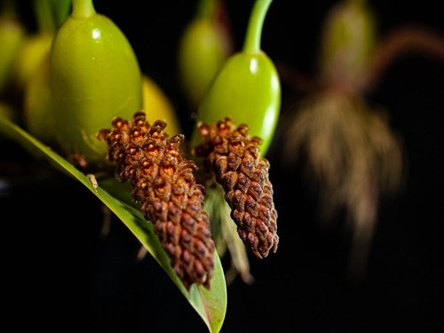 Orquídea Bulbophyllum crassipes Mudas Adultas Cortes 3 Bulbo