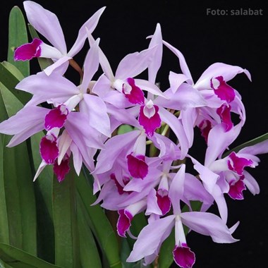 Laelia Lucy Ingram