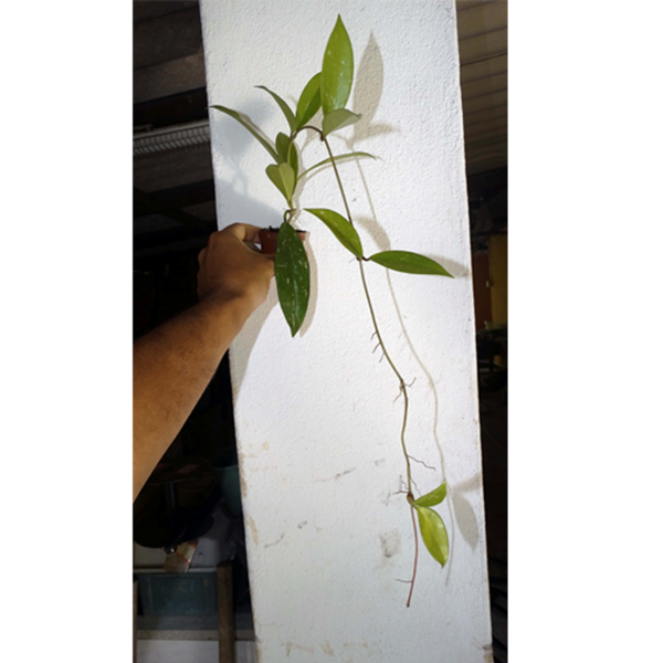 Combo das flores de cera graúdas nº 1 mudas enraizadas no pote nº 6