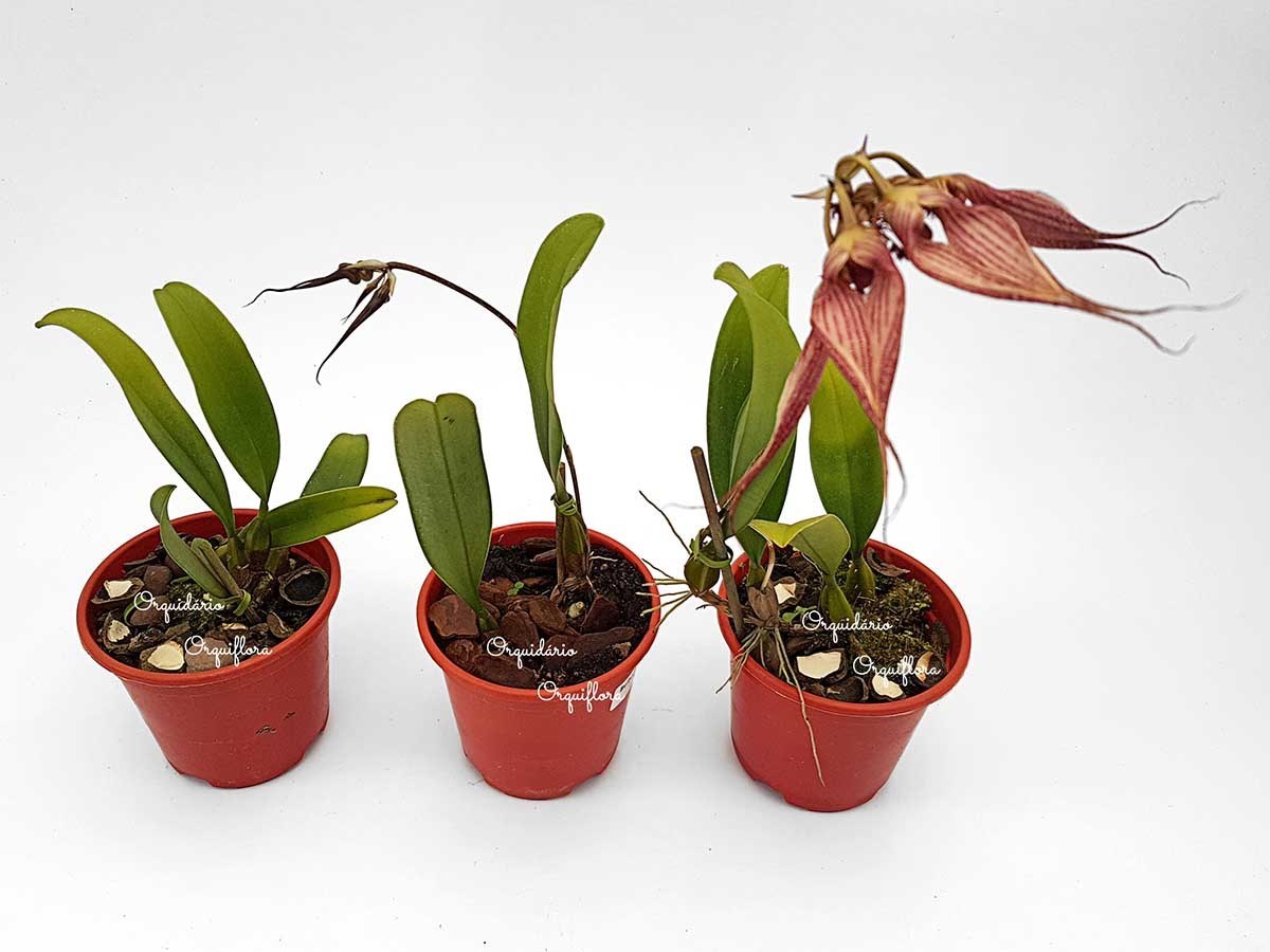 Orquídea Bulbophyllum rothschildianum Planta Adulta Vs10