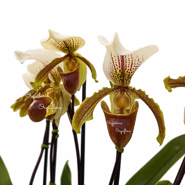 Orquídea Sapatinho Entouceirada Paphiopedilum Planta Adulta - Orquiloja