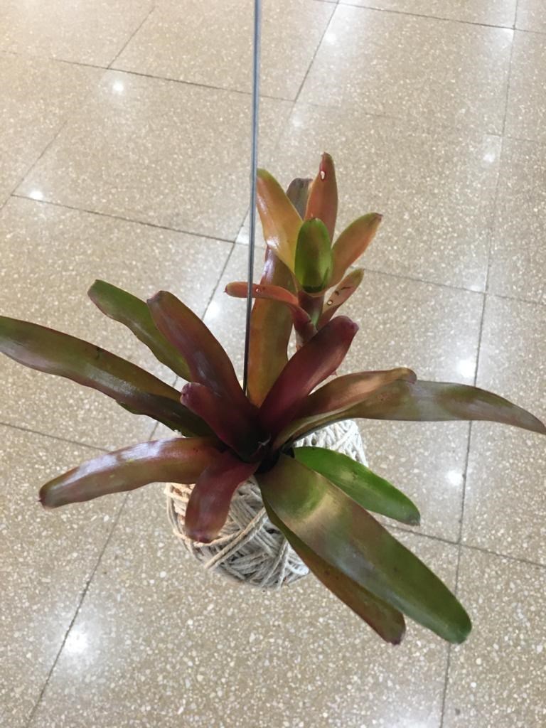 Kokedama de Bromélia fire ball