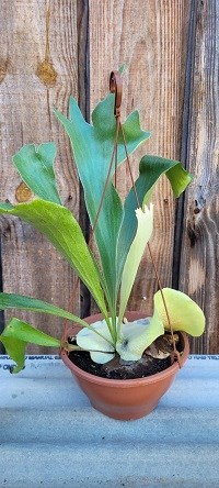 Platycerium (bifurcatum x ellisii ) "possível"