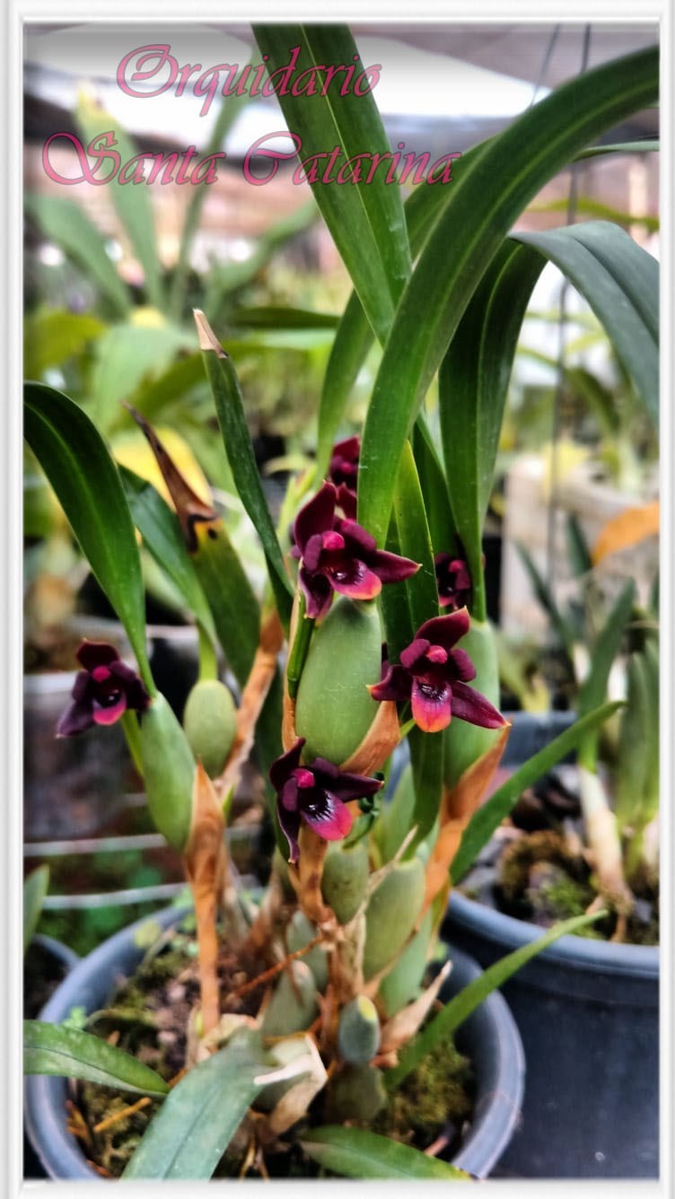 Orquídea Maxillaria (Black x Red)