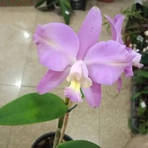 Orquídea Brassolaeliocattleya Jinyti Ishikawa x Cattleya harrisoniana trilabelo alba