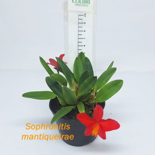 Orquídea Sophronitis mantiqueirae