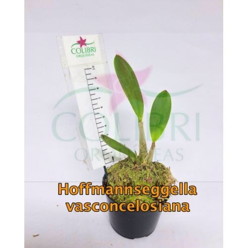 Orquídea Hoffmannseggella vasconcelosiana