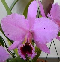 Cattleya percevaliana ( Tiago x Carla Porto ) 