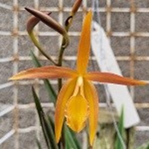 Registro Disponível: Brassavola tuberculata x Hoff. milleri ( Brassocattleya )