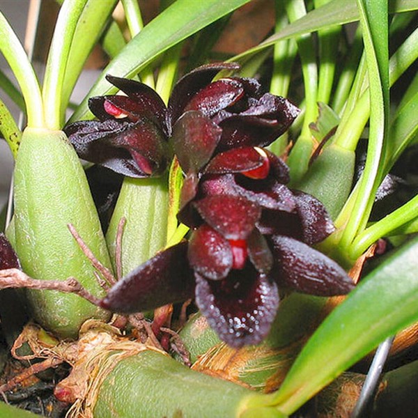 Orquídea Maxillaria schunkeana