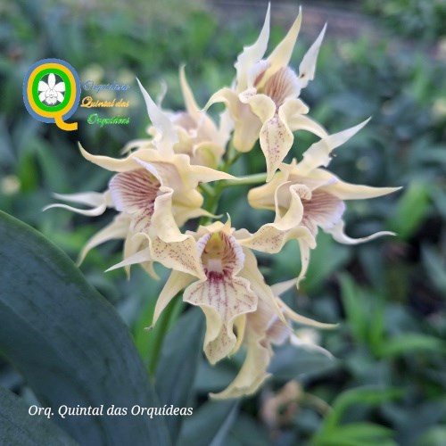 Dendrobium hodgkinsonii - Adulto