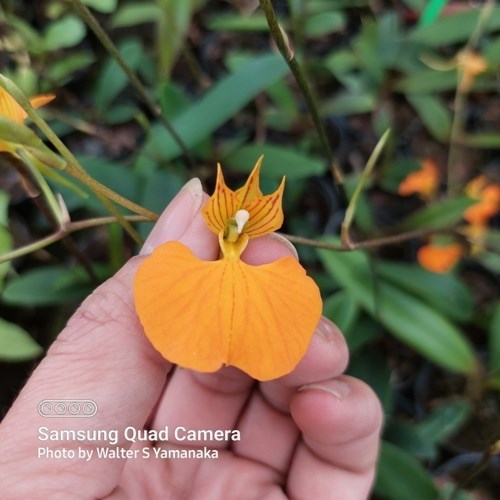 Comparettia speciosa - Adulto - Leque