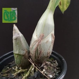 Orquídea Catasetum ( darkness X dupliscutula ) - Cod 7279