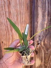 Encyclia hamiltonii