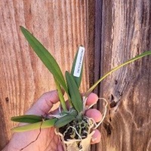 Encyclia hamiltonii