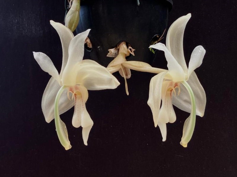 Stanhopea grandiflora