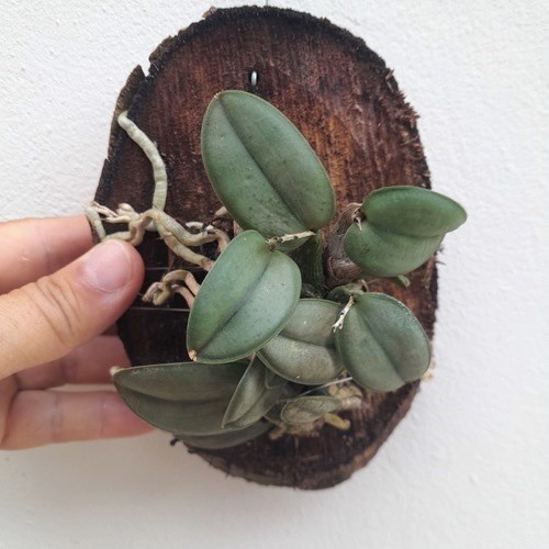 Orquídea Sophronitis cernua (Mini Cattleya)